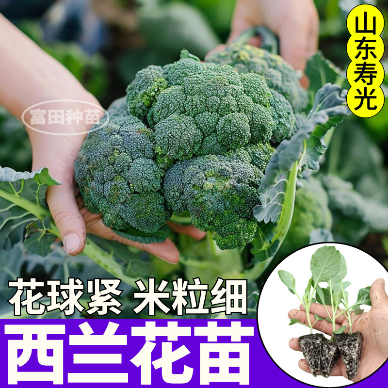 寿光西兰花苗秧四季高产紫晶花菜松花菜种子盆栽阳台小院菜花蔬菜