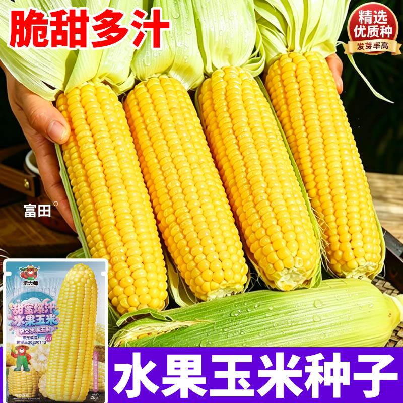 脆甜爆汁水果玉米种子鲜食可生吃高产黏苞米种籽黄白彩黑玉米大全