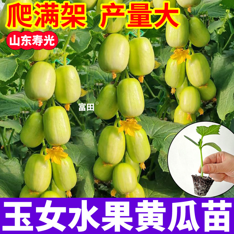正宗金童玉女黄瓜苗秧四季高产满地爬水果大小黄瓜苗种子寿光直发