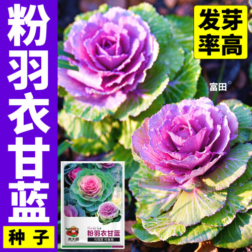 寿光粉羽衣甘蓝种子籽易活形态优美四季种植羽衣甘蓝菜籽随吃随摘