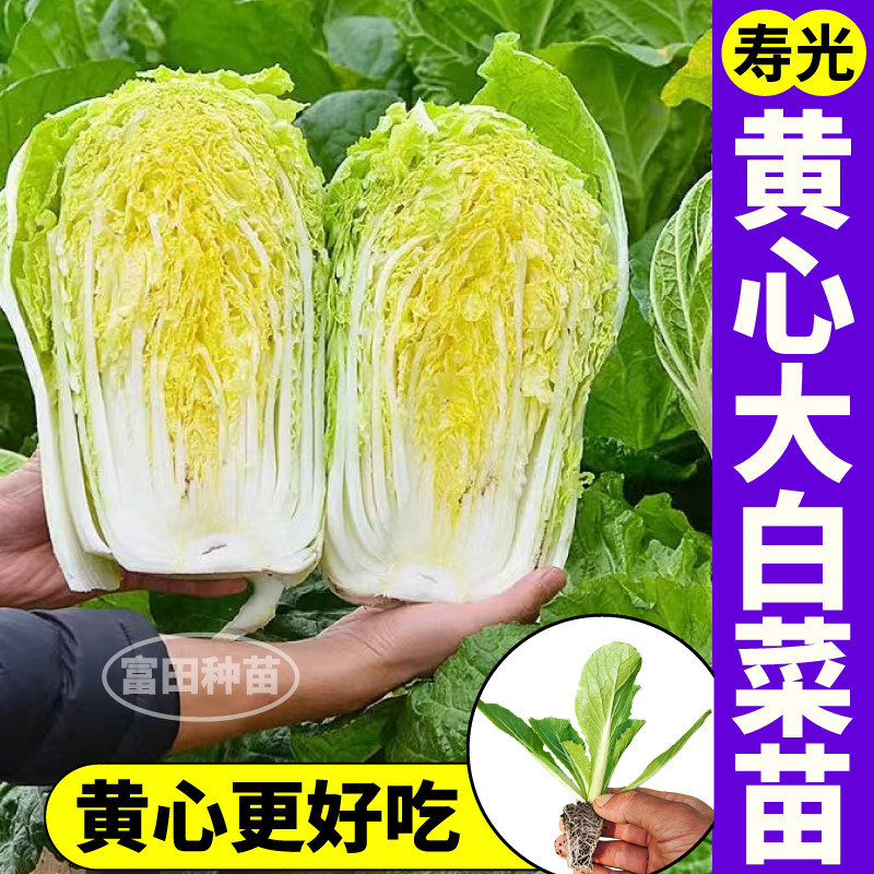 寿光黄心大白菜苗秧高产抗病四季娃娃菜大白菜种子盆栽地栽蔬菜苗