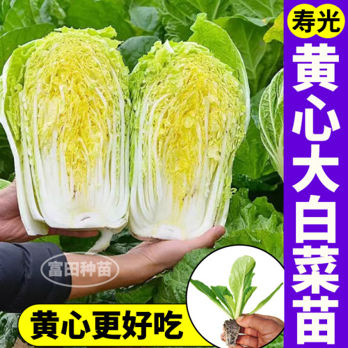 寿光黄心大白菜苗秧高产抗病四季娃娃菜大白菜种子盆栽地栽蔬菜苗