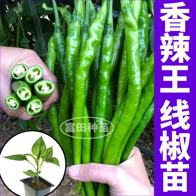 山东寿光又辣又长香辣王线椒苗秧四季高产七彩辣椒螺丝椒种子幼苗