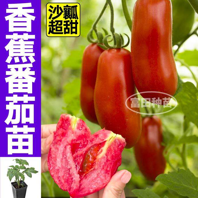 沙瓤奶油香蕉番茄苗秧皮薄超甜种子四季阳台盆栽带土球千禧番茄苗