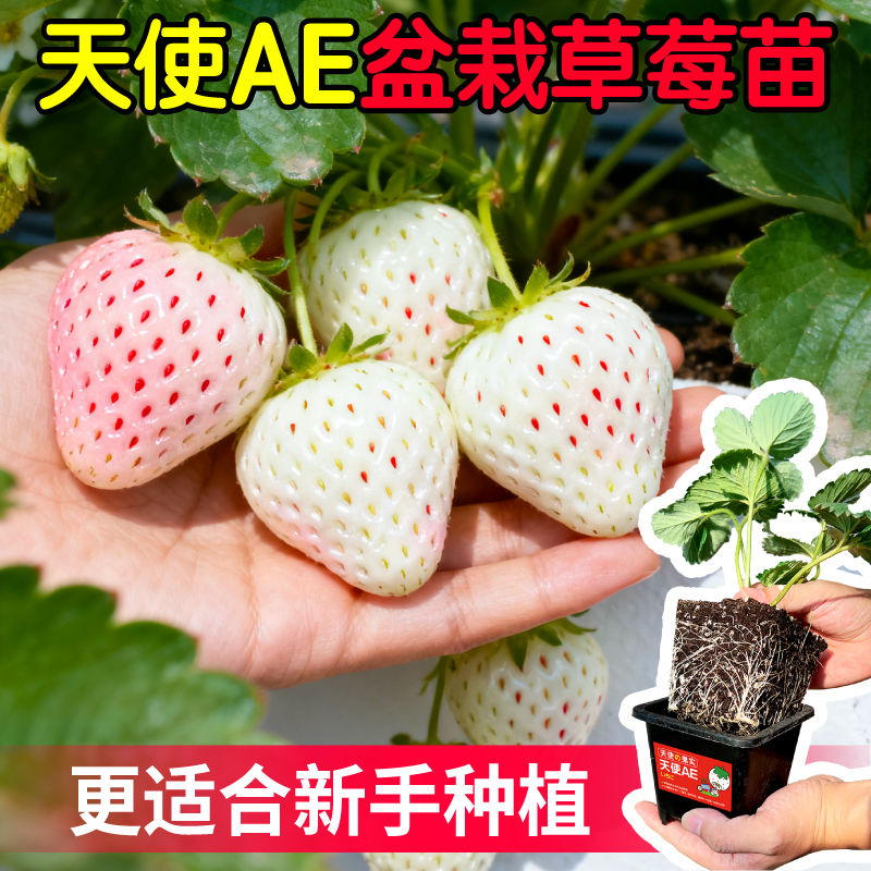 天使AE盆栽草莓苗秧原土原盆大苗白草莓苗秧四季阳台盆栽耐寒高产