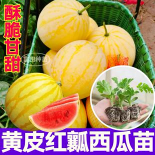 超甜黄皮红瓤西瓜秧苗酥脆多汁爆甜四季春秋播种金麒麟西瓜种籽子
