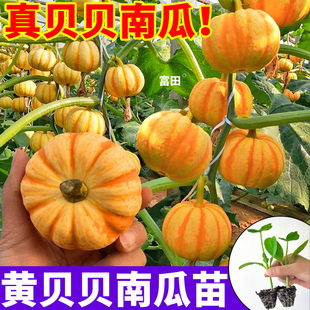 寿光黄贝贝南瓜秧苗板栗绿黄白贝贝蜜本老南瓜种子四季高产蔬菜苗