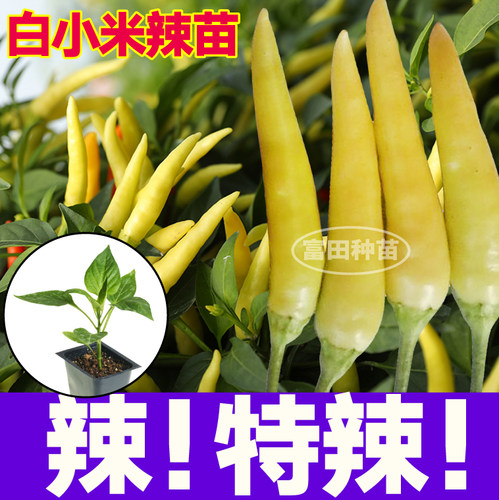 寿光白小米辣椒苗秧高产四季红朝天椒野山椒种子簇生四季高产阳台
