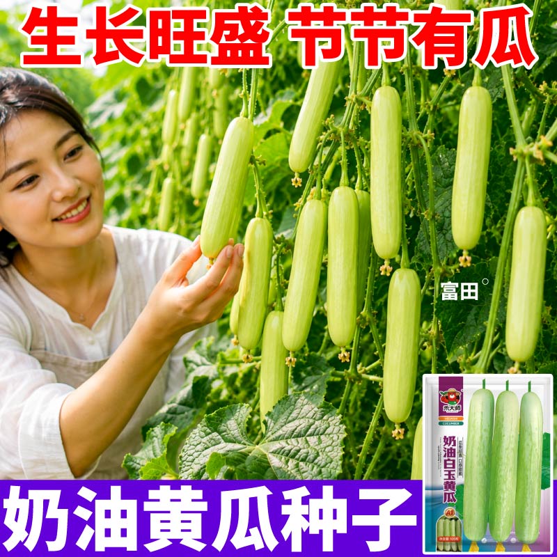 奶油白玉黄瓜种子春秋播种白玉黄瓜多汁四季水果黄瓜种籽阳台小院