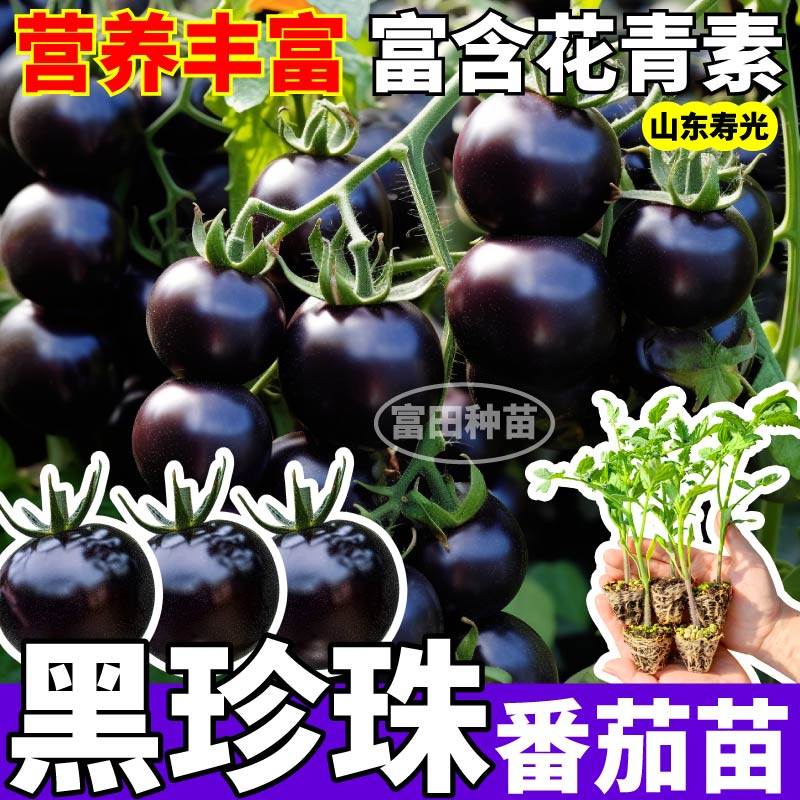 寿光黑玫瑰番茄苗秧纯黑紫色爆浆黑珍珠圣女果红千禧种子四季盆栽