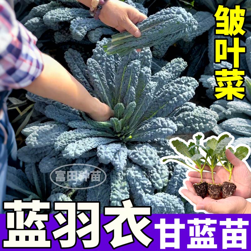 皱叶菜蓝羽衣甘蓝秧苗观赏食用山东寿光绿紫粉羽衣甘蓝蔬菜苗高产