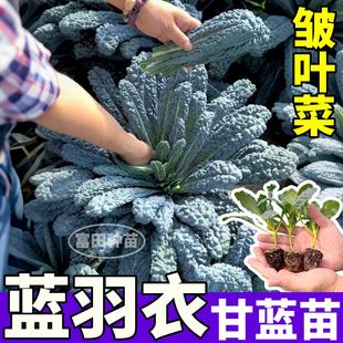 皱叶菜蓝羽衣甘蓝秧苗观赏食用山东寿光绿紫粉羽衣甘蓝蔬菜苗高产