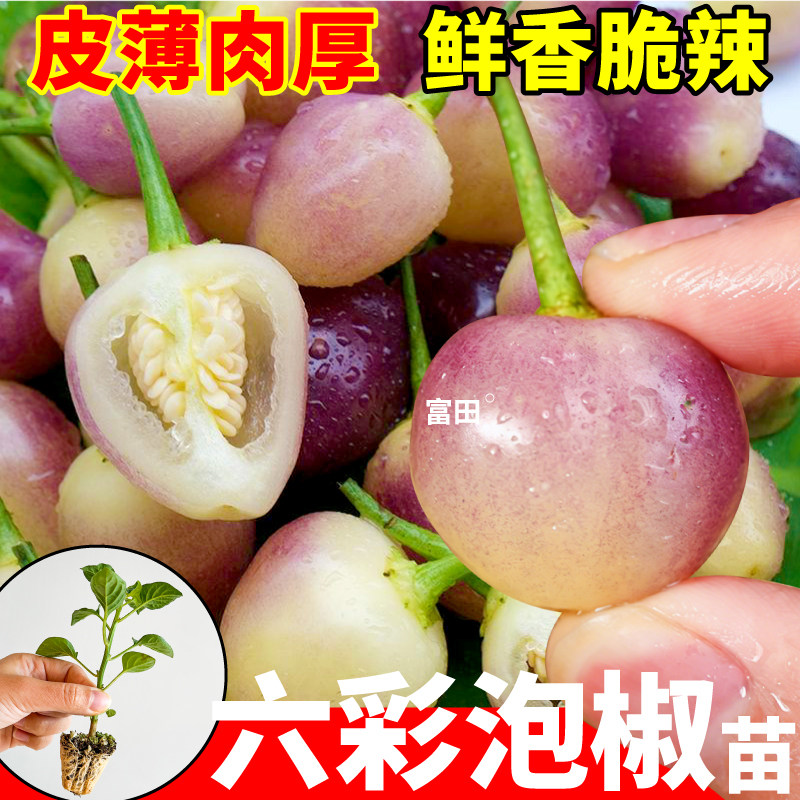 鲜香脆辣六彩泡椒苗秧带土多彩七彩辣椒种子圆珠椒甜椒红白小米辣