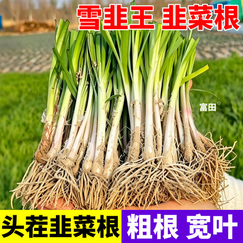 寿光高产雪韭王韭菜根苗易活现挖现发多次采收紫根韭菜苗小院蔬菜