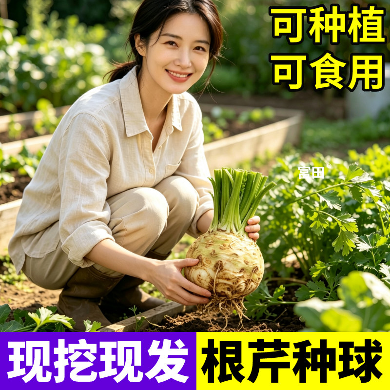 去叶根芹种球苗多茬采收香味浓根芹疙瘩阳台盆栽小院种植四季蔬菜