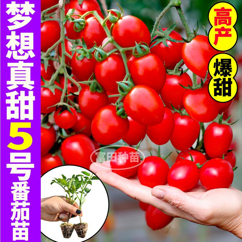 山东寿光梦想真甜5号果苗秧种子高产四季阳台盆栽小西红柿子种苗