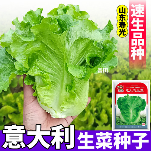 寿光意大利生菜种子营养丰富随吃随摘多茬采收生吃生菜种子耐抽苔