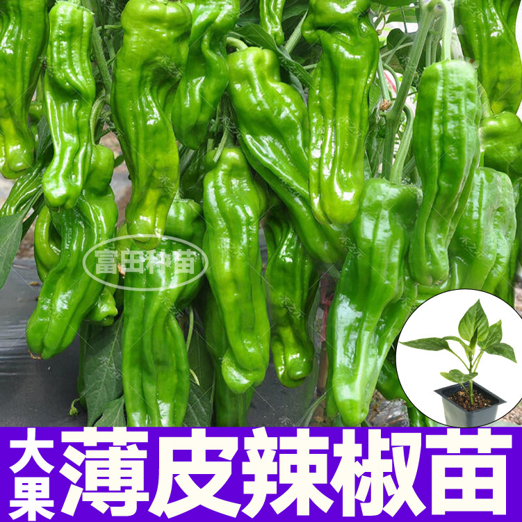 山东寿光大果薄皮辣椒秧苗皱皮青椒种子香辣脆嫩高产四季大田蔬菜