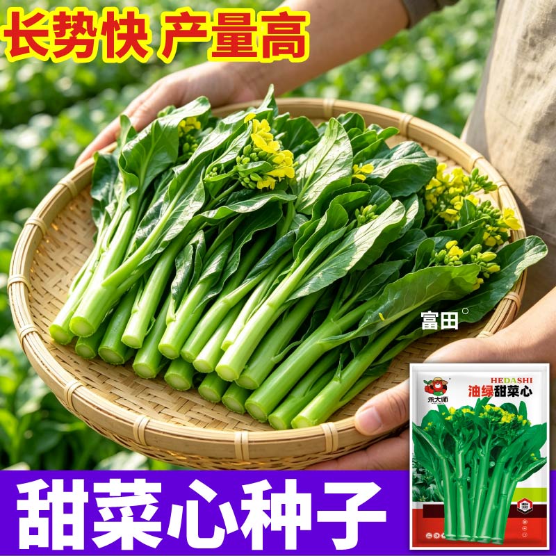 正宗广东甜菜心种子当季新种早熟高产油绿甜菜心种籽阳台小院播种