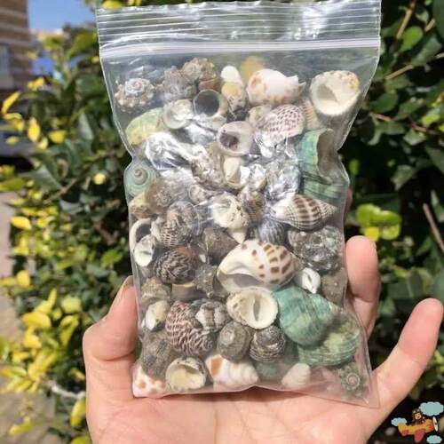 寄居蟹装饰品换壳天然海螺贝壳包