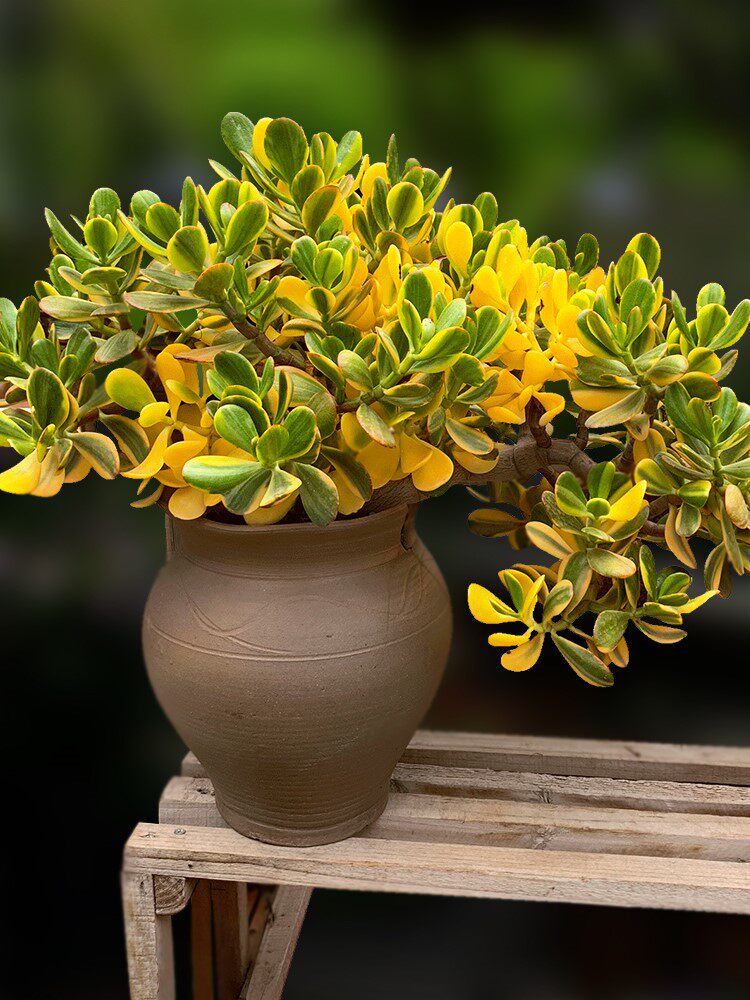 落日之雁新花月锦多肉植物一物一拍树状大型老桩群向阳派园艺