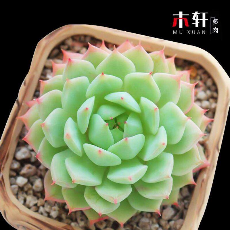 新款多肉植物桃美人血罗小球玫瑰办公室内组合盆栽绿植花卉粉色肉