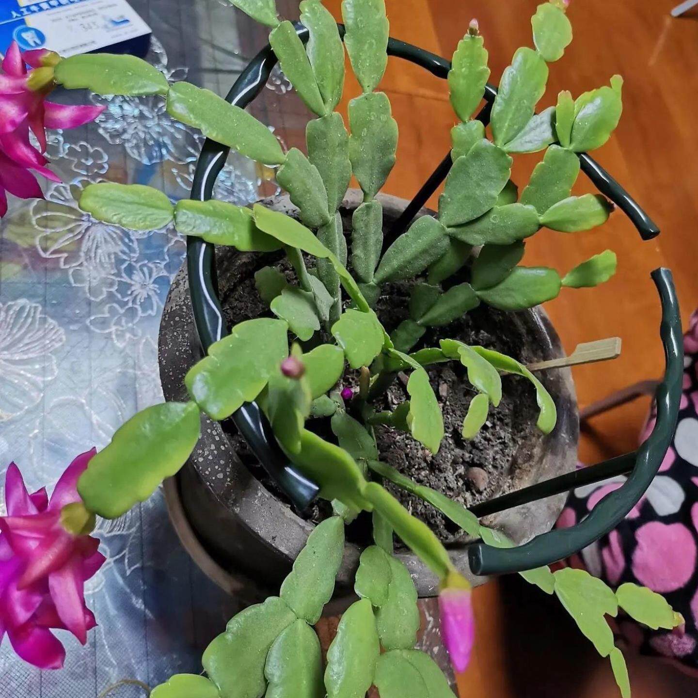 蟹爪兰支架防倒伏护叶拼接嫁接聚拢花架兰花架单层支撑枝架