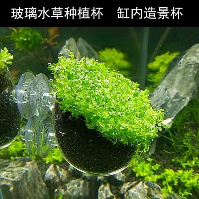 玻璃迷你型培养水培鱼缸水草定植杯固定环水族箱造景培育种植杯