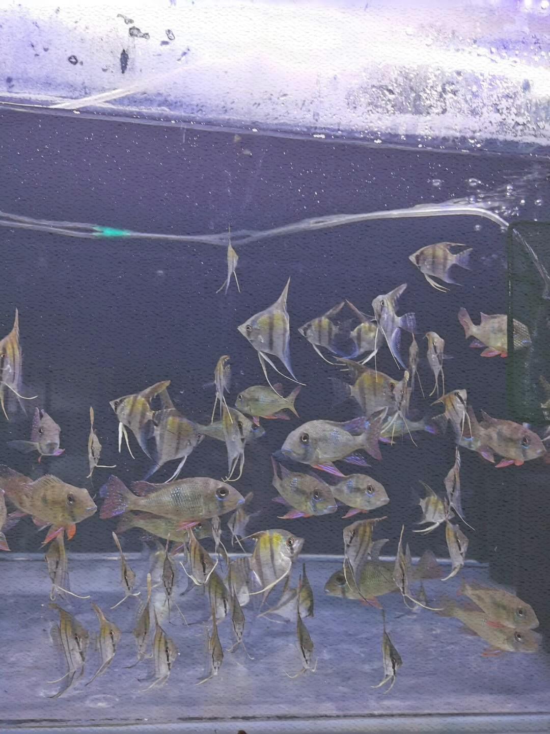 梦幻蓝唇潘塔宝石食土鲷鱼.潘塔宝石食土鲷鱼.8-10厘米左右