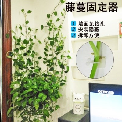 卡扣挂钩绿萝藤蔓爬墙固定器自粘式爬架叶子攀爬美观装饰花腾室内