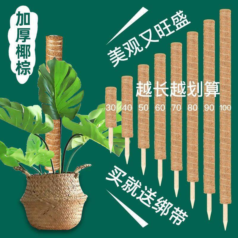 龟背竹支撑绿萝爬藤杆柱棕榈柱固定架花架植物花卉椰棕棒攀爬架