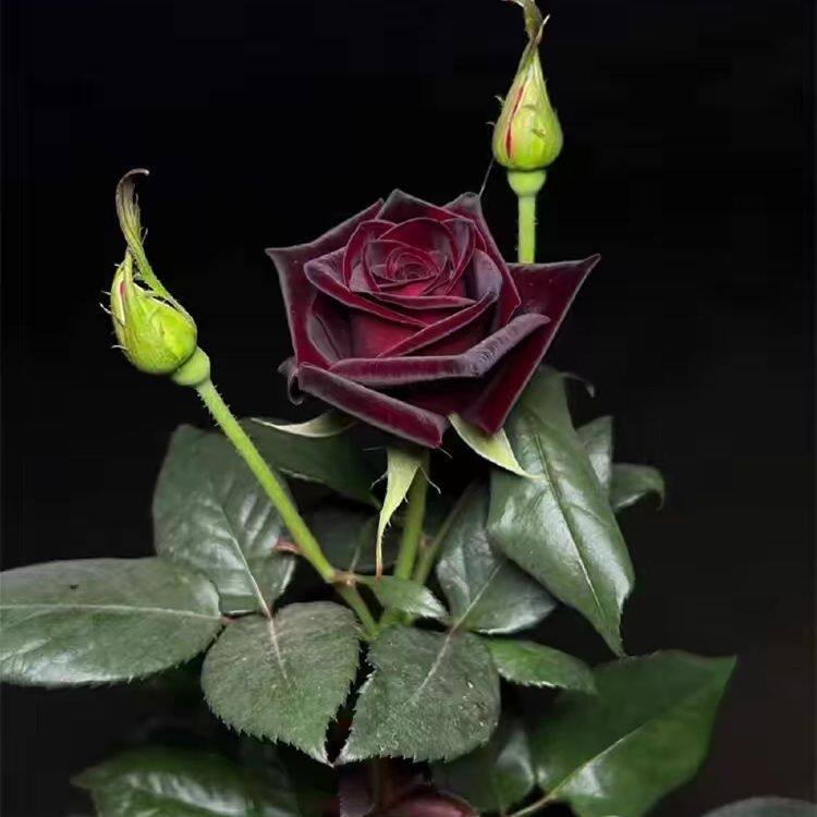 黑巴克月季花苗大花浓香切花阳台盆栽开花性好四季玫瑰