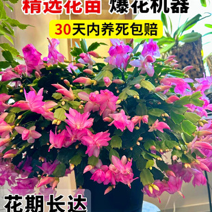 新品蟹爪兰花苗盆栽带花苞四季多肉绿植盆栽蟹爪莲室内花卉嫁接