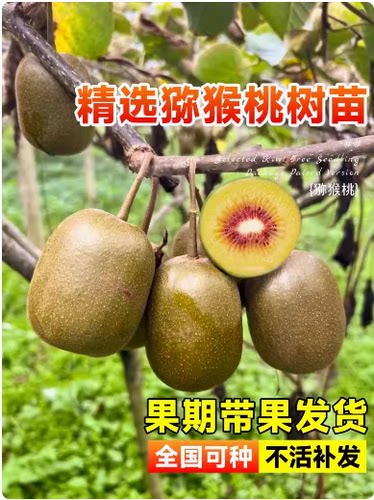 四川苍溪红心猕猴桃苗嫁接东红阳蒲江金艳猕