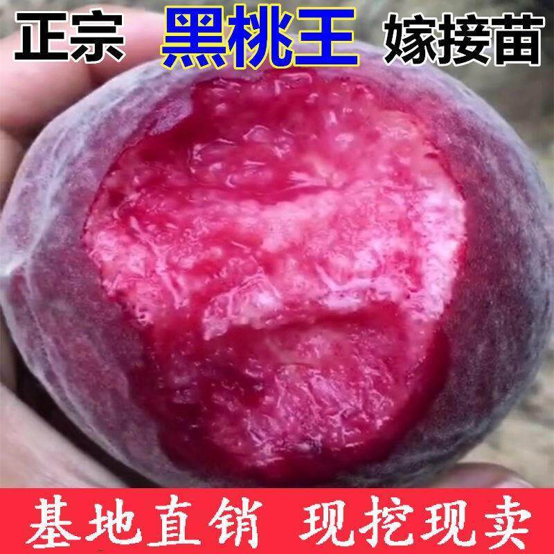 新品种黑桃王桃树苗黑桃皇后巨型晚熟脆甜嫁接果树果苗南北方种植