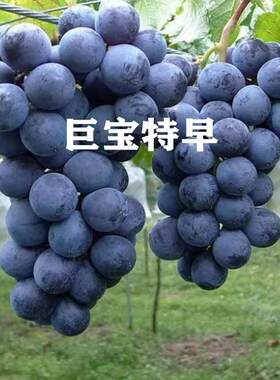 特早熟巨大葡萄苗品种