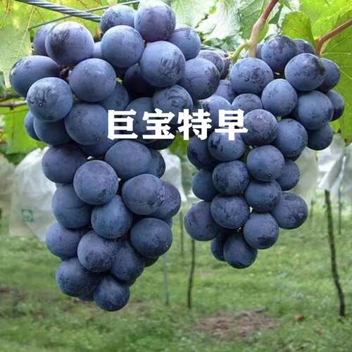 特早熟巨大葡萄苗品种