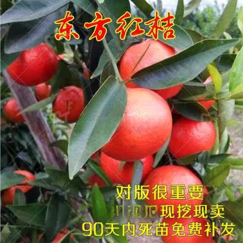 柑桔东方红桔树苗嫁接