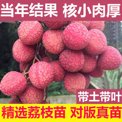 荔枝树苖无核桂味果妃子笑水