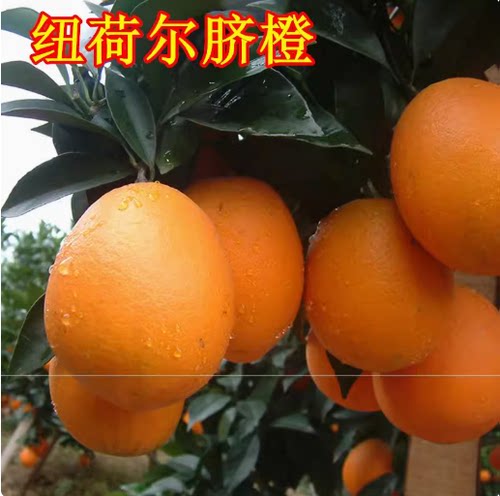 纽荷尔脐橙苗 四川嫁接脐橙树苗直销 脐橙苗 桔子柚子
