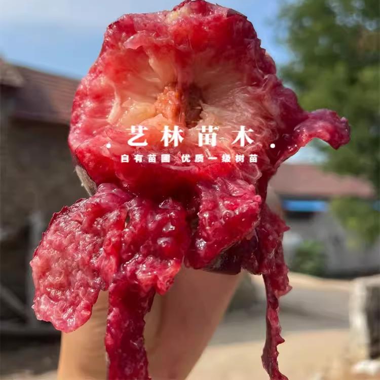 血桃苗嫁接南北方种植当年结果