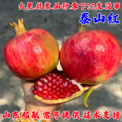 山东耐寒泰红石榴树苗盆栽