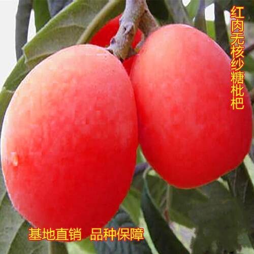 新品种特大枇杷树苗无核砂