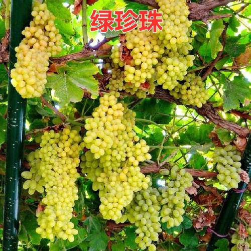 超甜新疆小葡萄绿珍珠无核