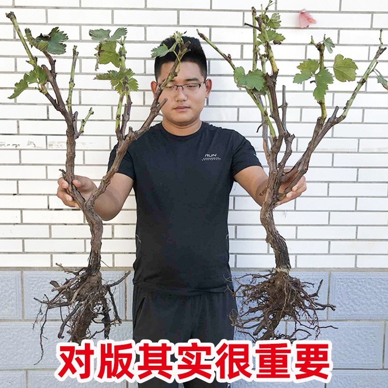 盆栽品种大苗爬藤蓝宝石果树