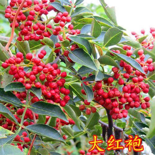 四川汉源大红袍花椒苗红花椒麻椒