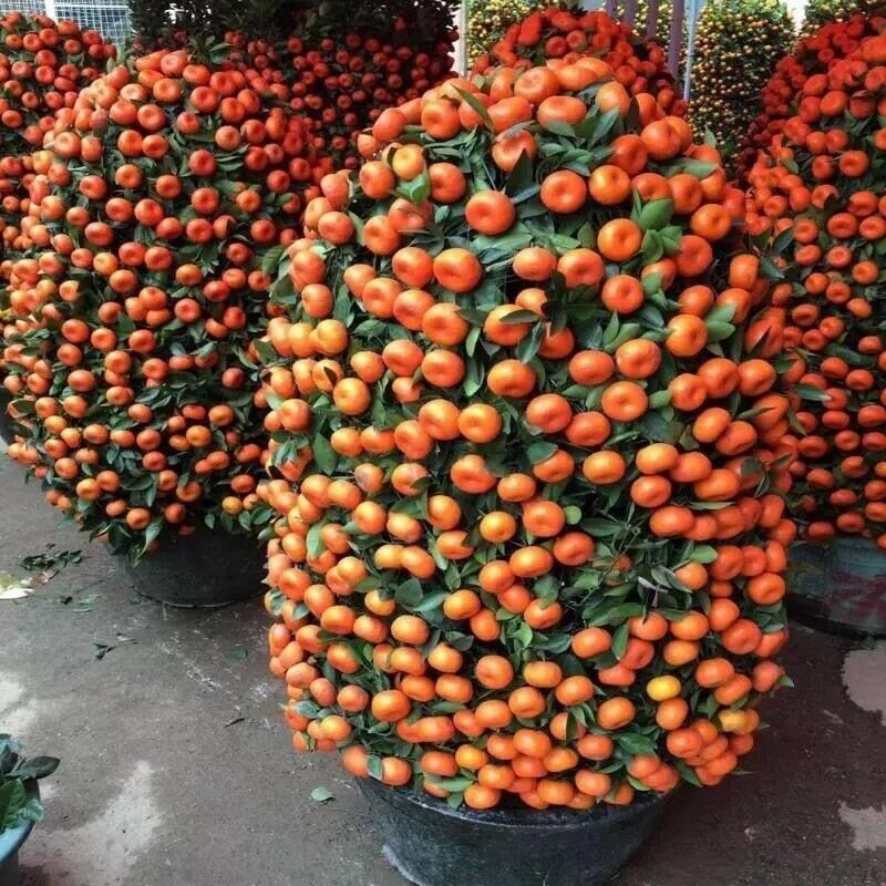 盆栽金桔四季种植橘子柑橘果树苗