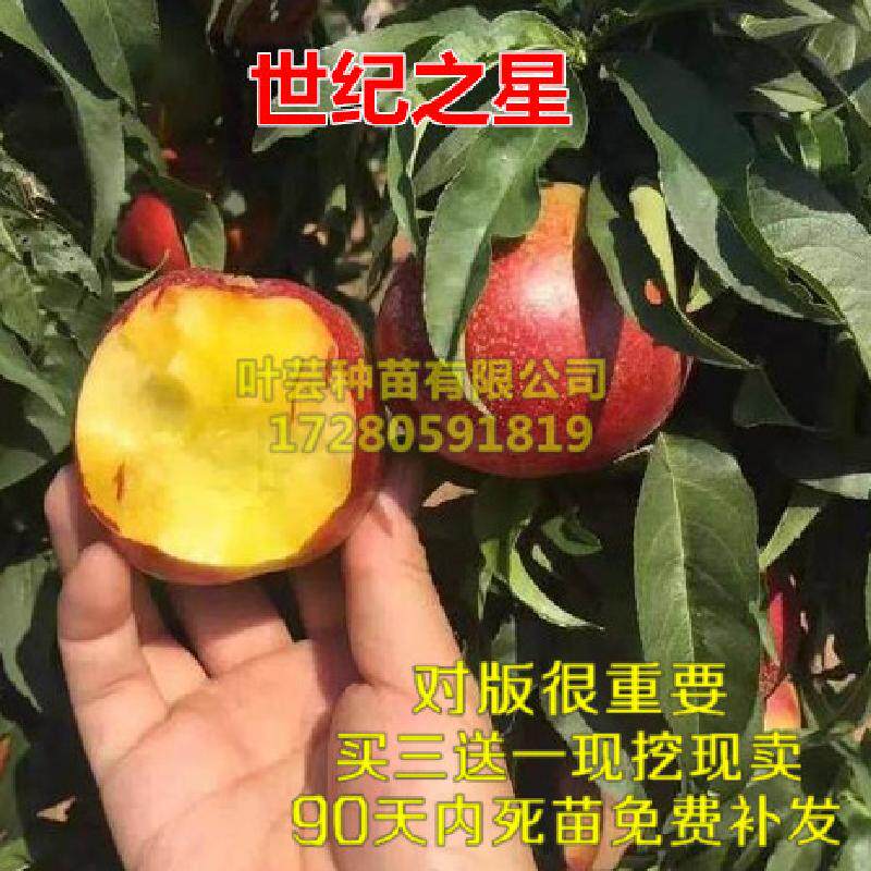 油桃 世纪之星油桃树苗 特大果油桃苗单果390克极早熟黄肉甜