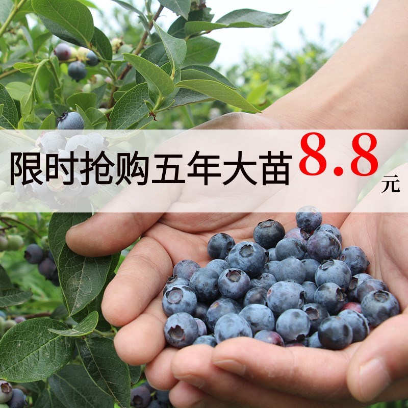 带花南北方种植四季耐寒蓝莓树苗