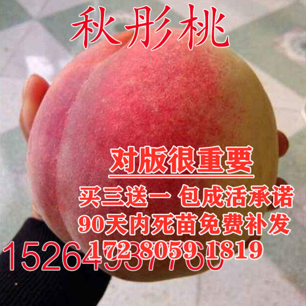 新品桃树苗秋彤桃树苗 离核全红不套袋果大丰产甜 品种保纯桃苗